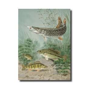   Pike Bites Hook Black Bass And Yellow Perch Swim Nearby Giclee Print