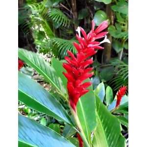  Red Hawaiian Ginger Plant Root   From a Certified Nursery 