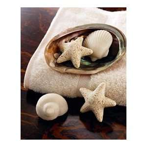  Gianna Rose Tresors des Mers Seashell Soaps: Beauty