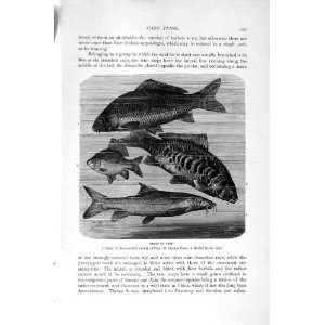   1896 CARP FISH CRUCIAN BARBEL PRINT 