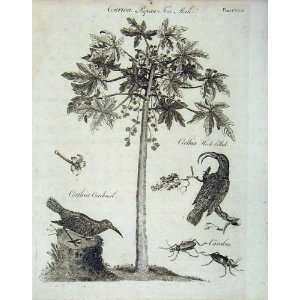   Encyclopaedia Britannica 1801 Papau Tree Birds Insects