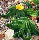 Bulb Seeds, Succulent Seeds items in southafricanbotanicals store on 