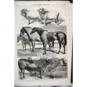   1862 Prize Animals Show Battersea Park Sheep Horse Cow