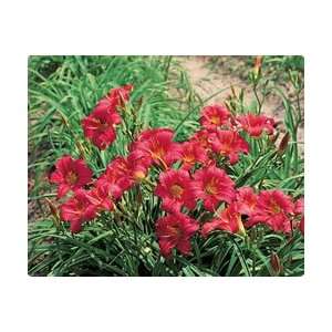  Daylily   Little Business flower bulb Patio, Lawn 