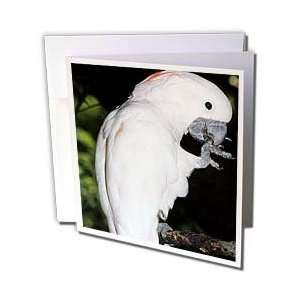  Birds   Moluccan Cockatoo   Greeting Cards 12 Greeting 