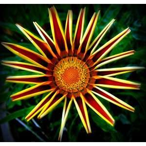  Sunshine Gazania Seed Pack Patio, Lawn & Garden