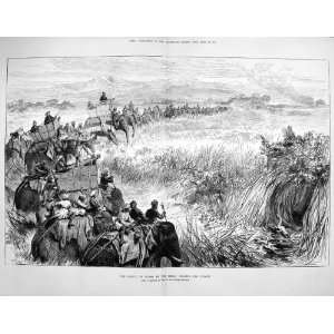  1876 Prince Wales Terai Beating Jungle Elephants India 