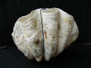   Tridacna~36.6 kg~21.3 Giant Clam Mollusks Bivalve Seashell  