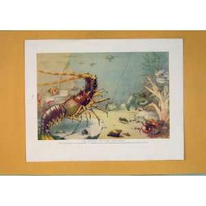   Crustaceans Sea Creatures Color Old Print 1910