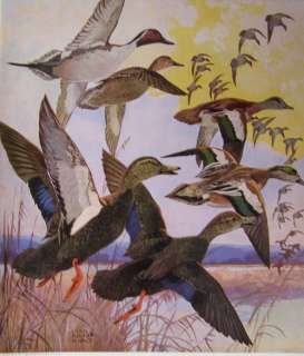 Vintage 1917 Lynn Bogue Hunt Pintail , Black Duck, Balpate  