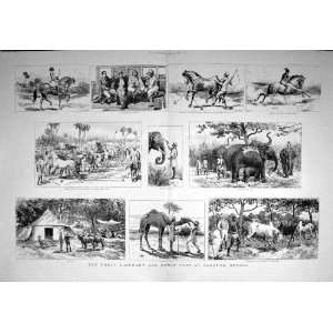    1892 Elephant Horse Fair Sonepur Bengal Bullocks: Home & Kitchen
