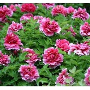  Peony Competition Seeds Great Flower SEED: Patio, Lawn 