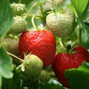    All Star Summerbearing Strawberry Seed Pack: Patio, Lawn & Garden