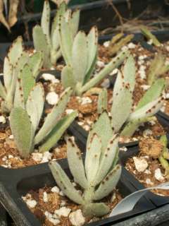 FURRY ~TEDDY BEAR KALANCHOE~ SUCCULENT PLANT  