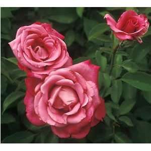  Fragrant Plum Rose   #3 container Patio, Lawn & Garden