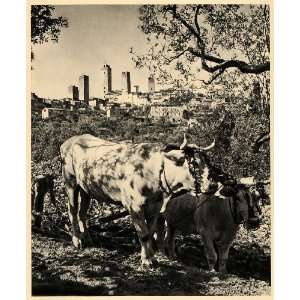  1943 Siena Tuscany Cow Cattle San Gimignano Italy Farm 
