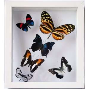 Real Framed Butterflies Collection with Six Mounted Species in White 
