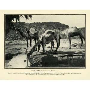  1910 Print Madiahad Kenya Camel Caravan Drinking Watering 