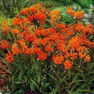  Butterfly Weed Patio, Lawn & Garden