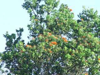 HAWAiiAN OHIA LEHUA TREE   ORANGE FLOWERS    