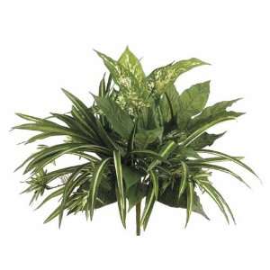  18 Spider/Dieffenbachia Mixed Bush (Box of 6): Home 