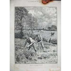   1886 Agricultural Mowing Clover Farming Fire Damaged