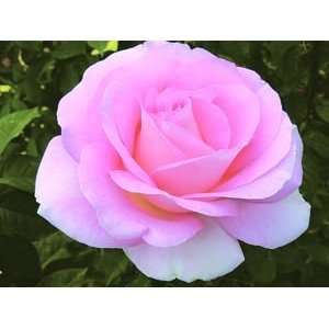  Falling in Love (Rosa Hybrid Tea)   Bare Root Rose: Patio 