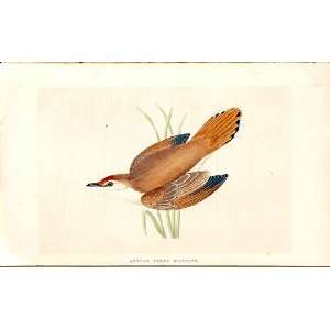  H/C British Birds 1St Ed Morris Rufus Sedge Warbler 354 