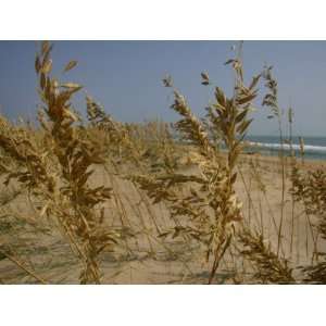 Oats, Vital Plants That Anchor Sand Dunes, Blow in the Breeze National 