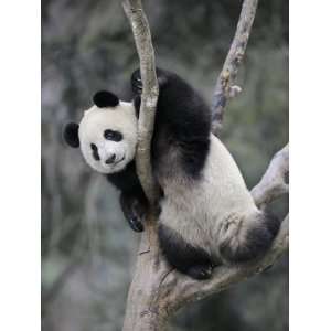 Subadult Giant Panda Climbing in a Tree Wolong Nature Reserve, China 