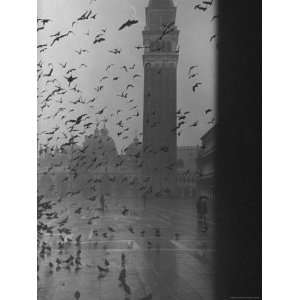  Pigeons Consuming Space in Piazza San Marco on Rainy Day 