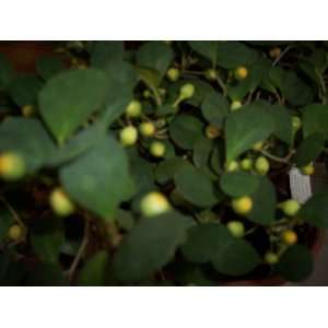  Mistletoe Fig Plant Patio, Lawn & Garden