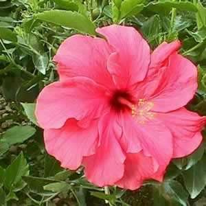    Hibiscus   Double Classic Pink   #2 Container Patio, Lawn & Garden