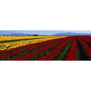 Tulip Field, Mount Vernon, Washington State, USA by Panoramic Images 