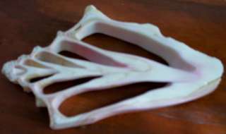 LOWER PRICE   Large Pink Conch Shell Slice  