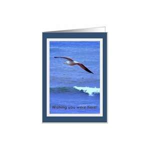  Seagull Flying Over Sea   Missing You Card Health 