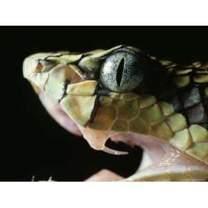  Poisonous Pit Viper Bares Its Fangs, Sri Lanka Premium 