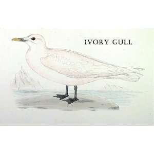  Birds Ivory Gull Sheet of 21 Personalised Glossy Stickers 