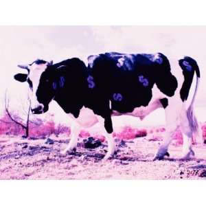  Digital Montage of a Cow Standing in a Dry Field with 