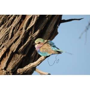  Picture of Lilac Breasted Roller