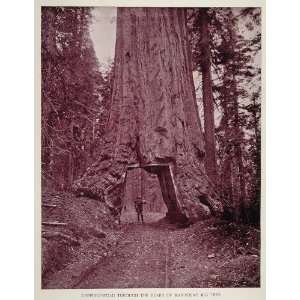  1893 Print Wawona Tunnel Tree Sequoia Mariposa Grove 