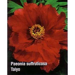   Tree Peony   Taiyo (Hoki)   Bright Scarlet Patio, Lawn & Garden