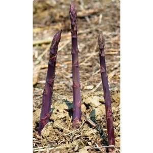  Asparagus Purple Passion 50 roots Patio, Lawn & Garden