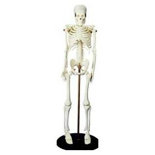  Learning Resources Human Skeleton Anatomy Model: Toys 