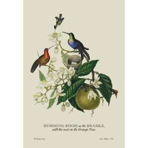  Humming Birds at the Brasils 24x36 Giclee