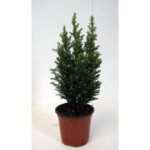   European Christmas Tree Easy to grow In/Out Patio, Lawn & Garden