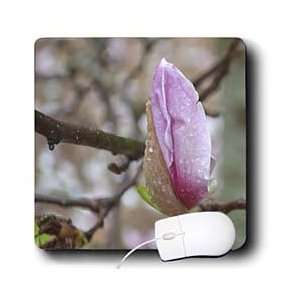   Photography Floral Prints   Magnolia Bud   Mouse Pads Electronics
