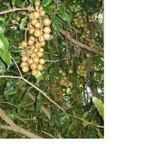  Hawaiian Macadamia Nut Tree   10 Seeds: Patio, Lawn 