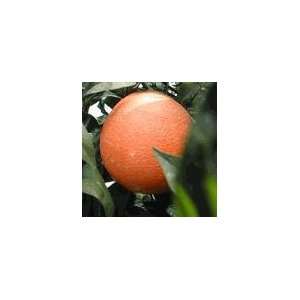  Robertson Navel Orange Tree Semi Dwarf Five Gallon Patio 