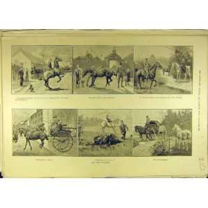   : 1889 Horse Purchase Carriage Knackers Squire Equine: Home & Kitchen